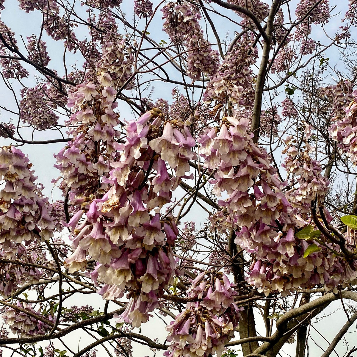 Blauglockenbaum - Willemse