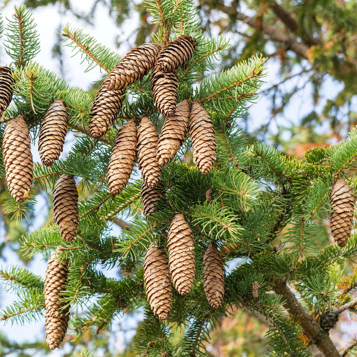 Gewöhnliche Fichte - Picea abies - Willemse