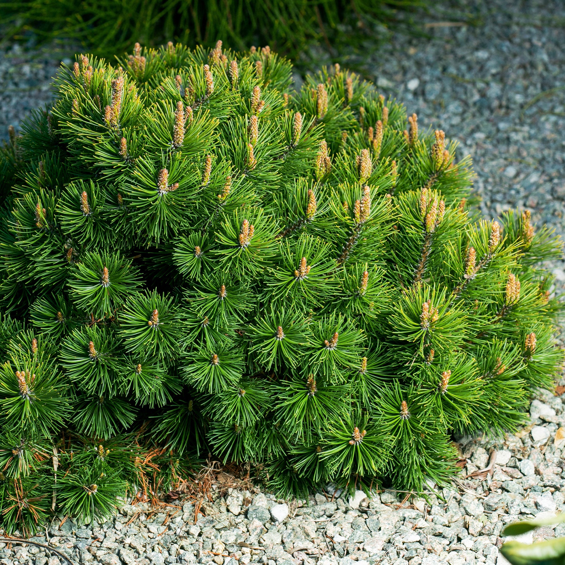Pinus mugo - Bergkiefer - Kiefer