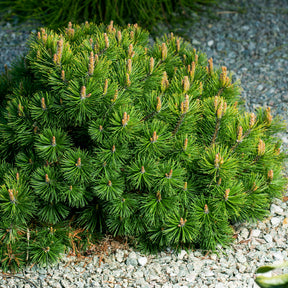 Pinus mugo - Bergkiefer - Kiefer