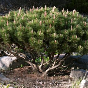 Bergkiefer - Pinus mugo - Willemse