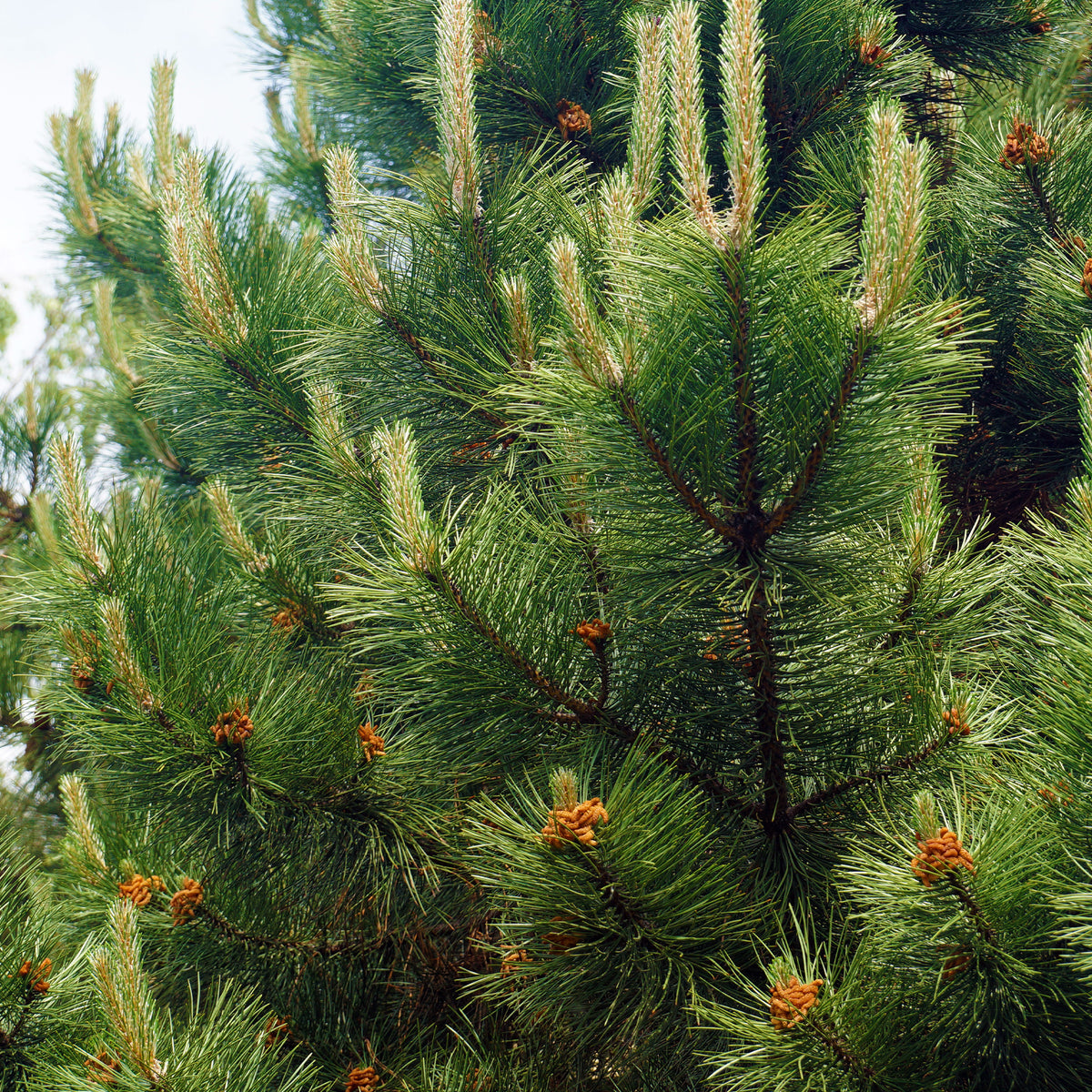 Österreichische Schwarzkiefer - Pinus nigra nigra - Willemse