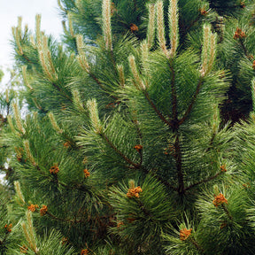 Österreichische Schwarzkiefer - Pinus nigra nigra - Willemse