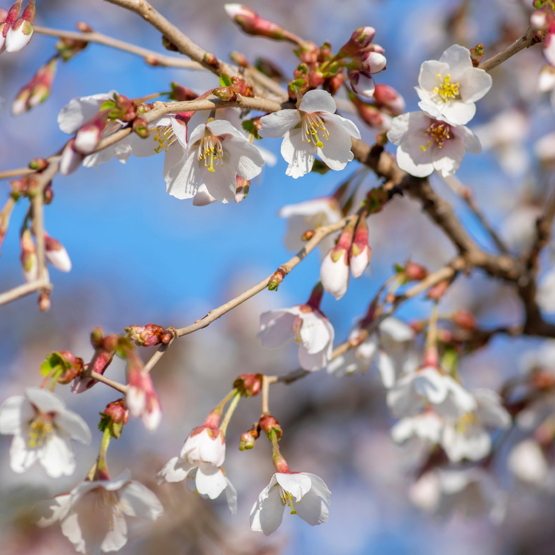 Japanische Zierkirsche ‘Kojo-no-mai’ - Willemse