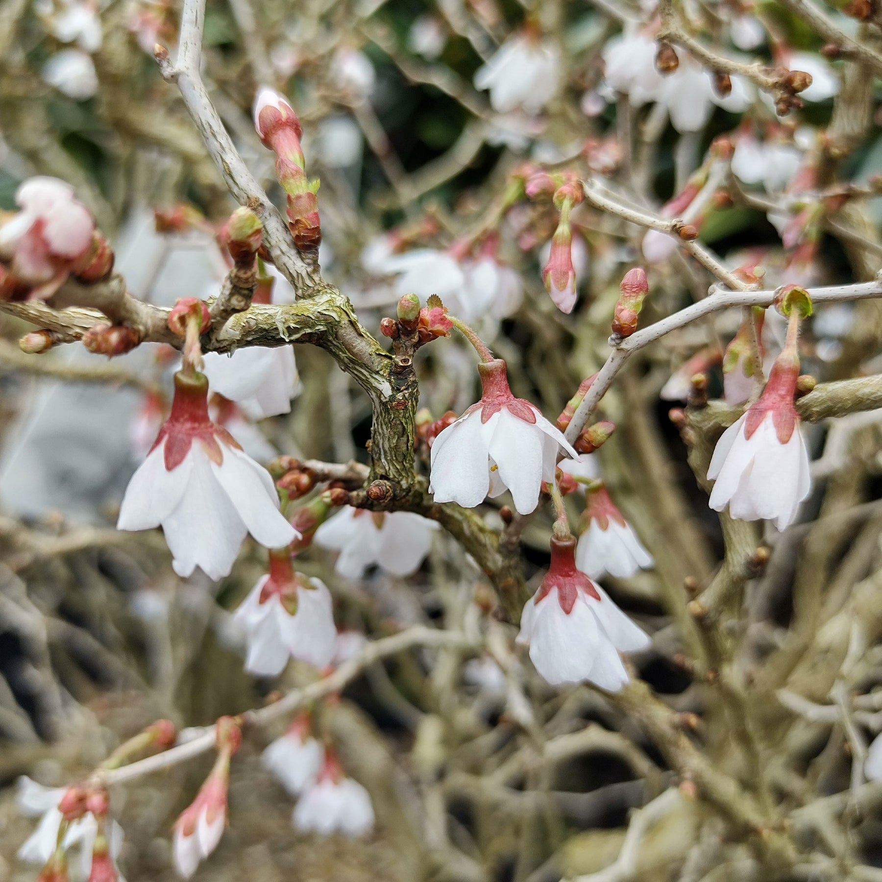 Japanische Zierkirsche ‘Kojo-no-mai’ - Prunus incisa Kojo-No-Mai - Willemse