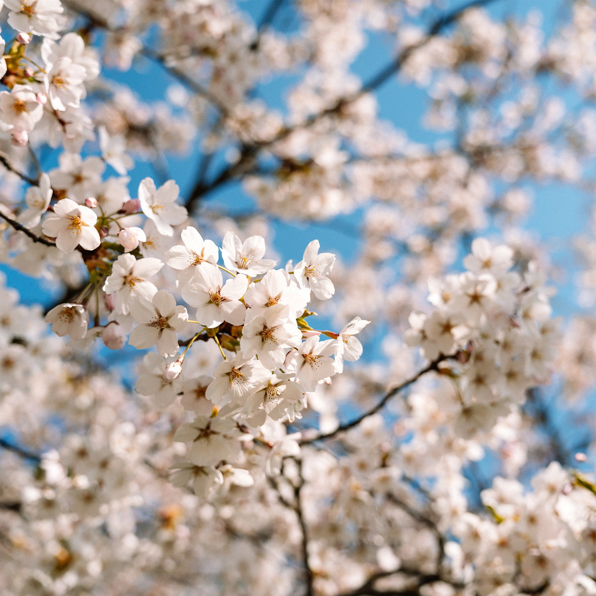 Japanische Zierkirsche Brillant - Prunus nipponica Brillant - Willemse