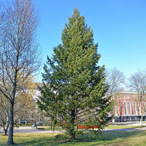 Nadelbäume - Douglasie - Pseudotsuga menziesii