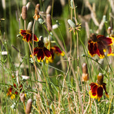 Ratibida columnifera pulcherrima - Präriehut Pulcherrima - Blühende Stauden