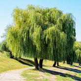 Weide - Trauerweide - Salix babylonica