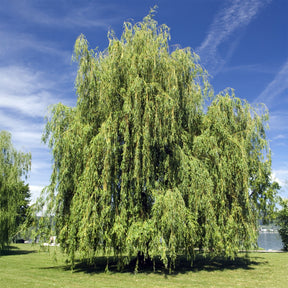 Trauerweide - Willemse