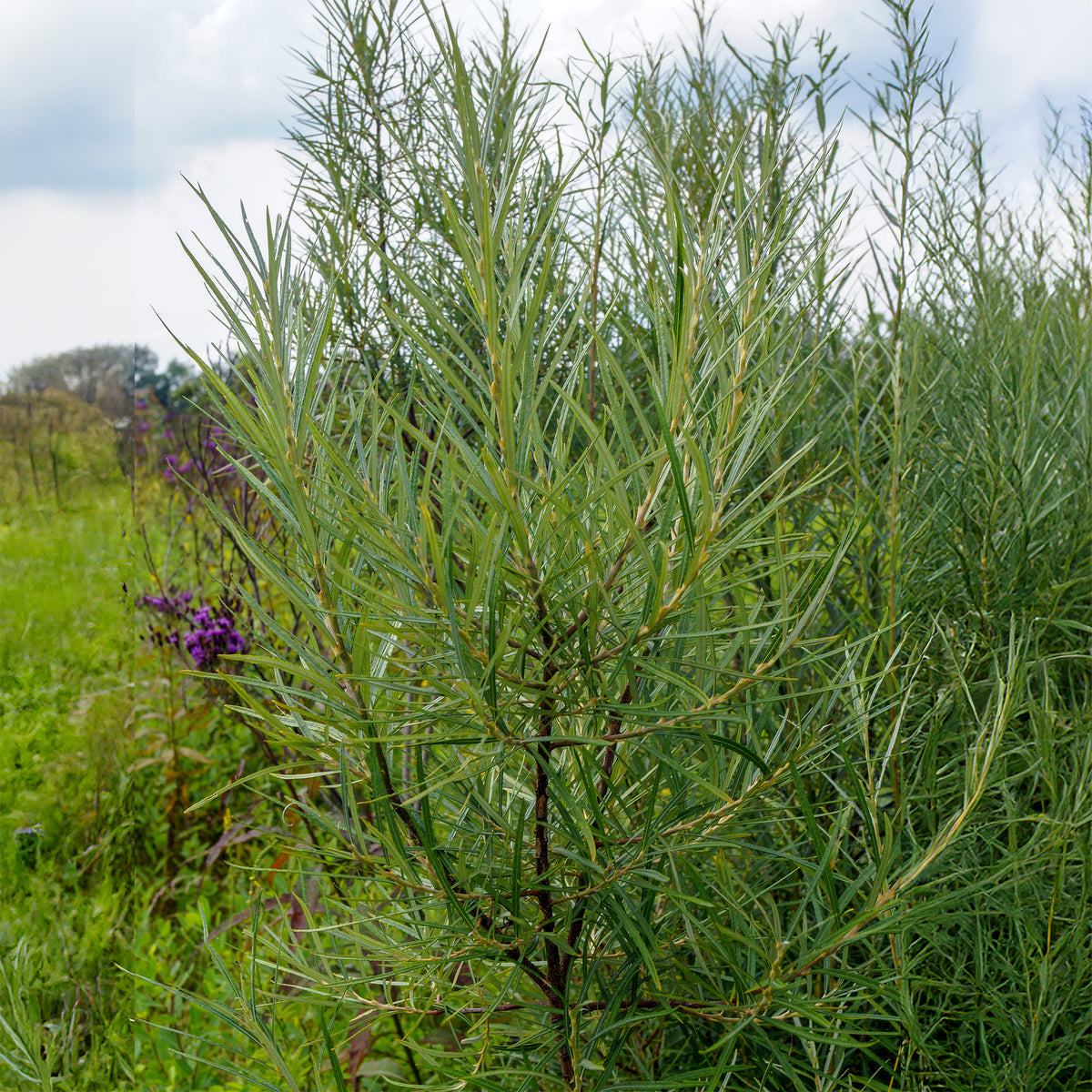 Schmalblättrige Weide ‘Angustifolia’ - Willemse