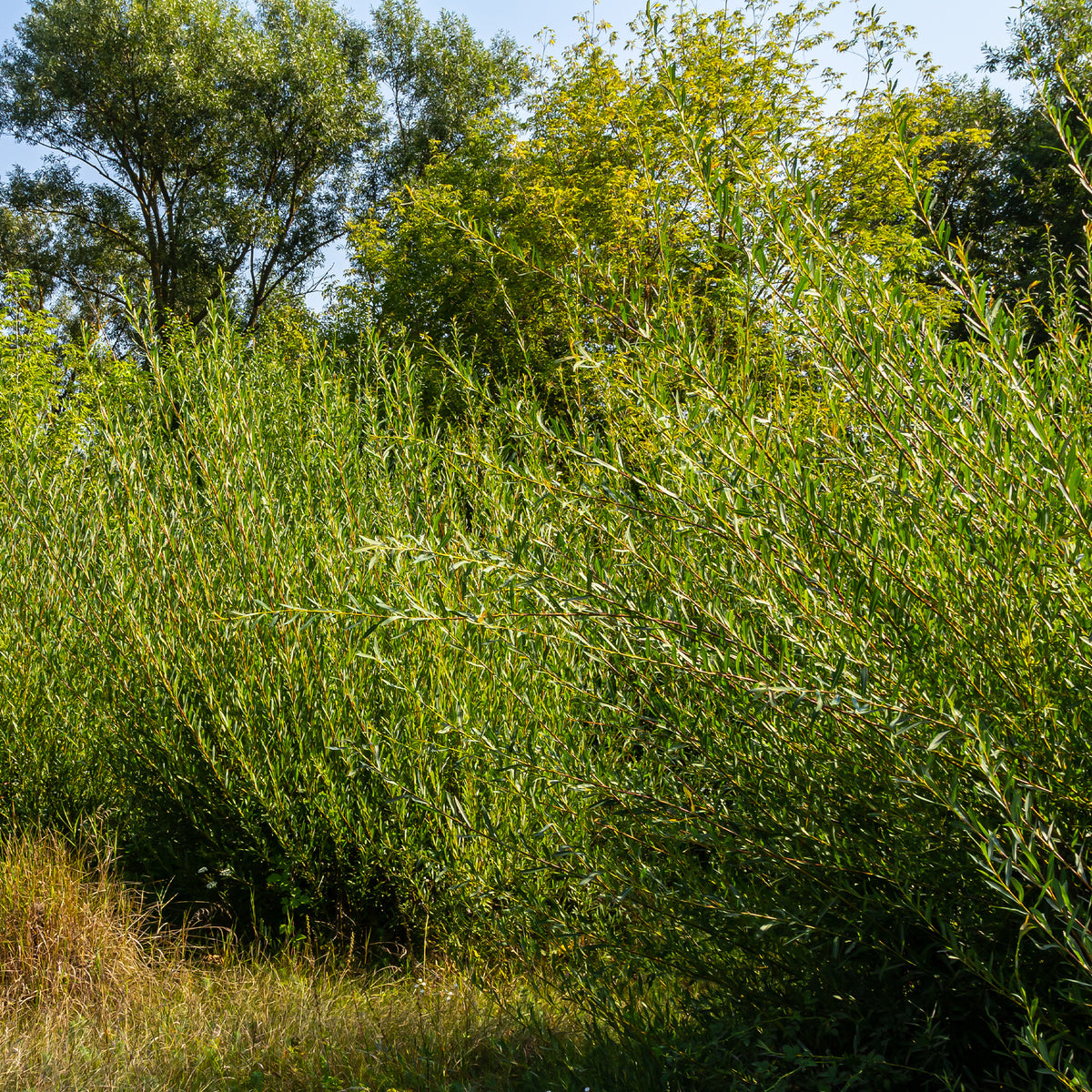 Purpur-Weide - Salix purpurea - Willemse