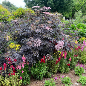 Sambucus - Holunder - Schwarzer Holunder Black Lace® - Sambucus nigra Black Lace®