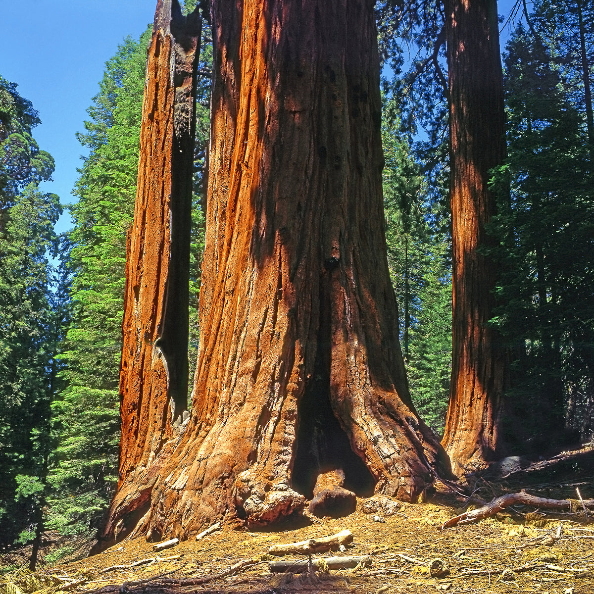 Riesenmammutbaum - Sequoiadendron giganteum - Willemse