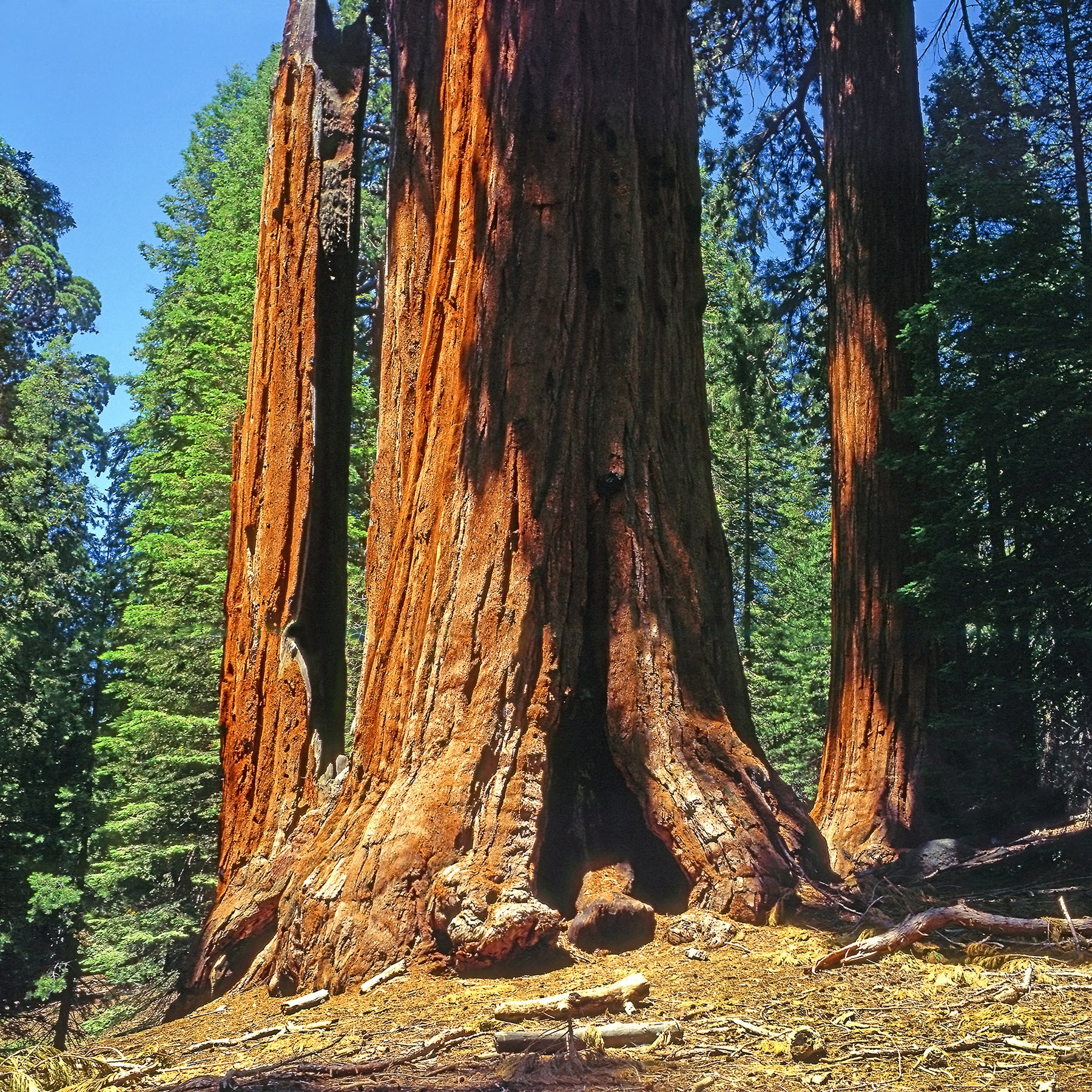 Riesenmammutbaum - Sequoiadendron giganteum - Willemse
