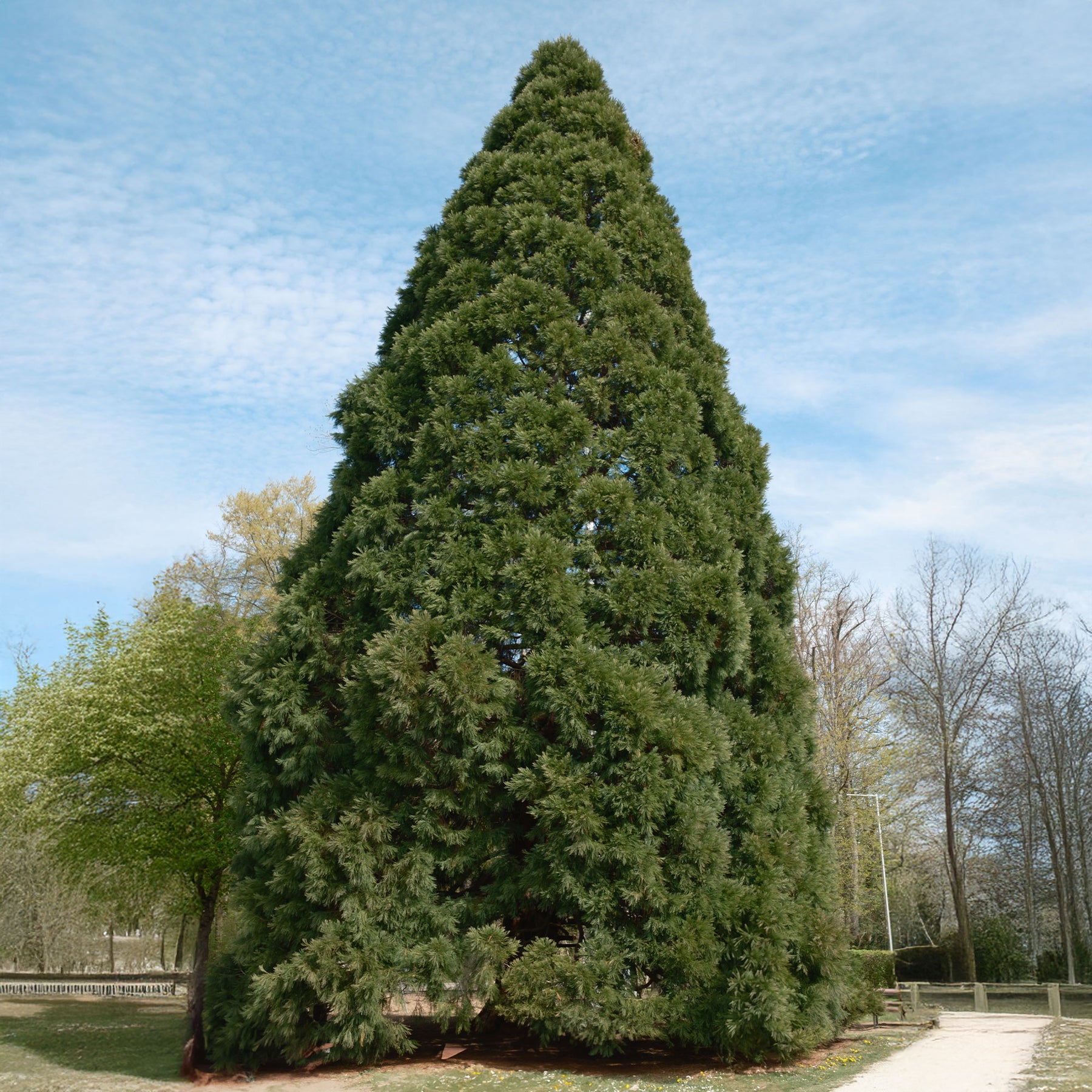 Nadelbäume - Riesenmammutbaum - Sequoiadendron giganteum