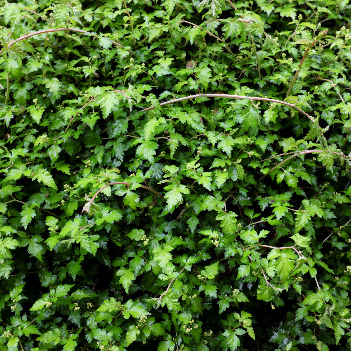 Stephanandra incisa Crispa - Willemse