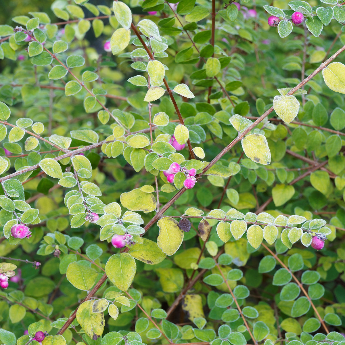 Symphoricarpos - Schneebeere - Schneebeere Hancock - Symphoricarpos chenaultii Hancock