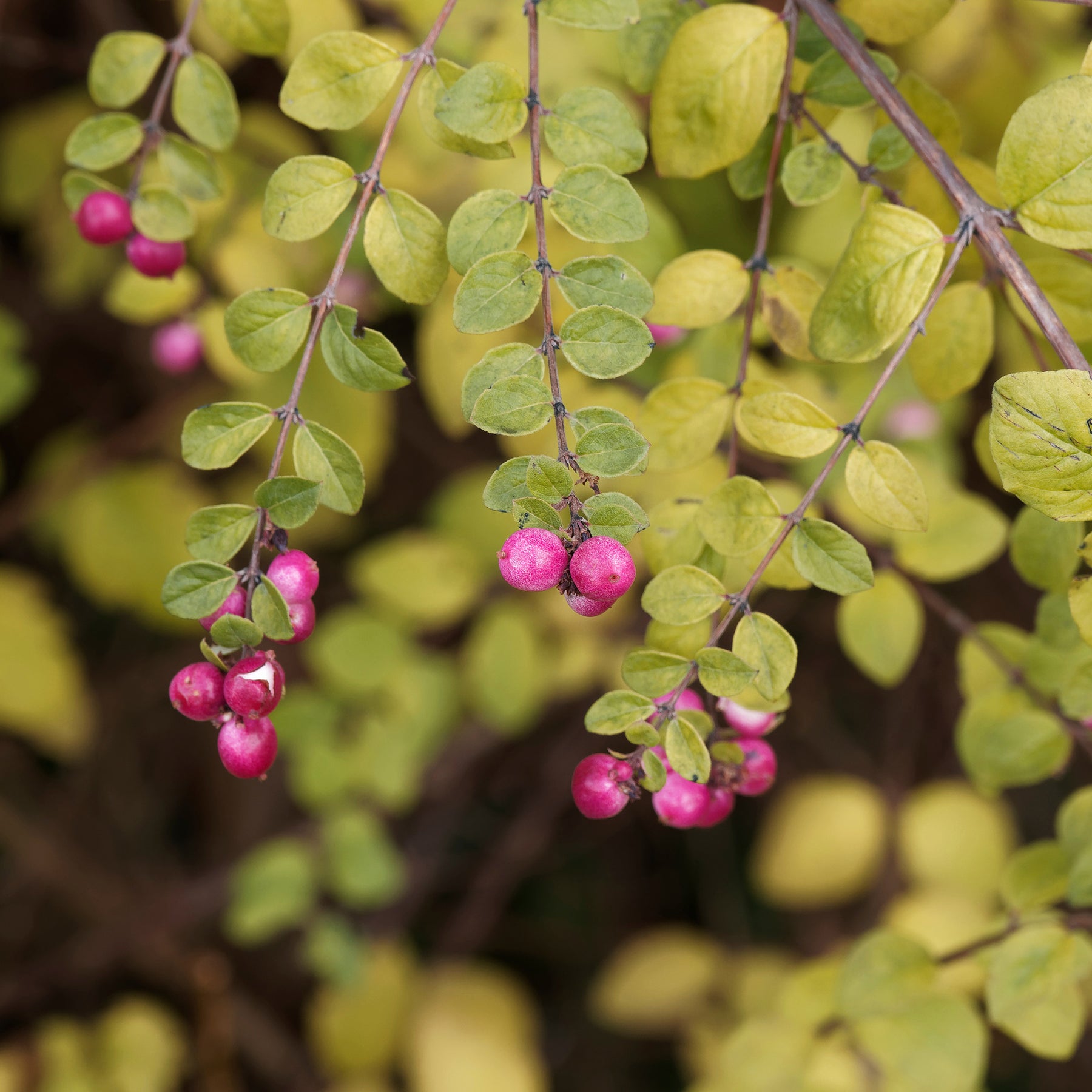 Schneebeere Hancock - Symphoricarpos chenaultii Hancock - Willemse