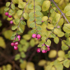 Schneebeere Hancock - Symphoricarpos chenaultii Hancock - Willemse