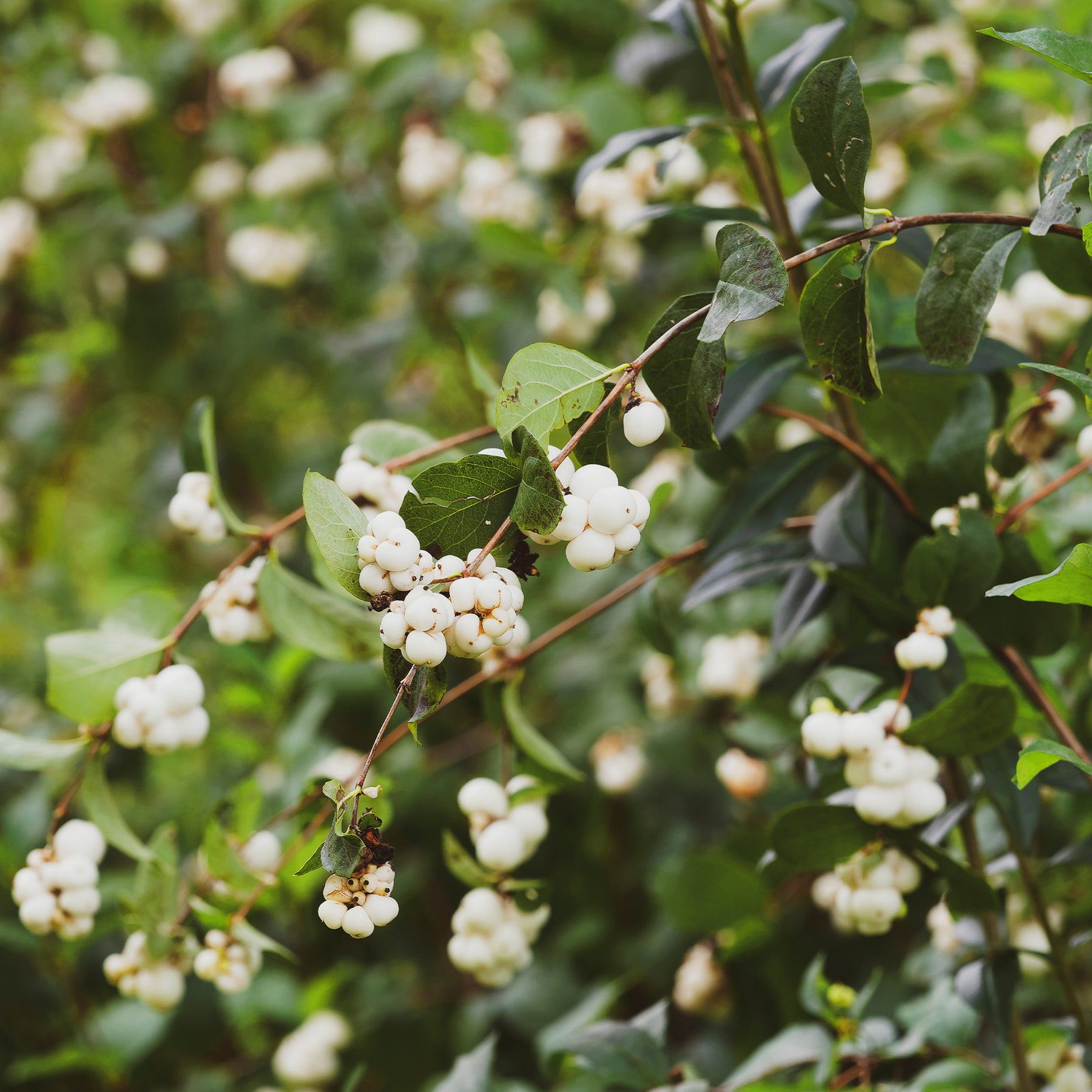 Schneebeere White Hedge - Willemse