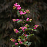 Symphoricarpos Sofie - Schneebeere 'Sofie' - Heckensträucher