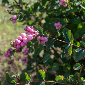 Schneebeere 'Sofie' - Symphoricarpos Sofie - Willemse