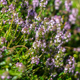 Sand-Thymian - Willemse