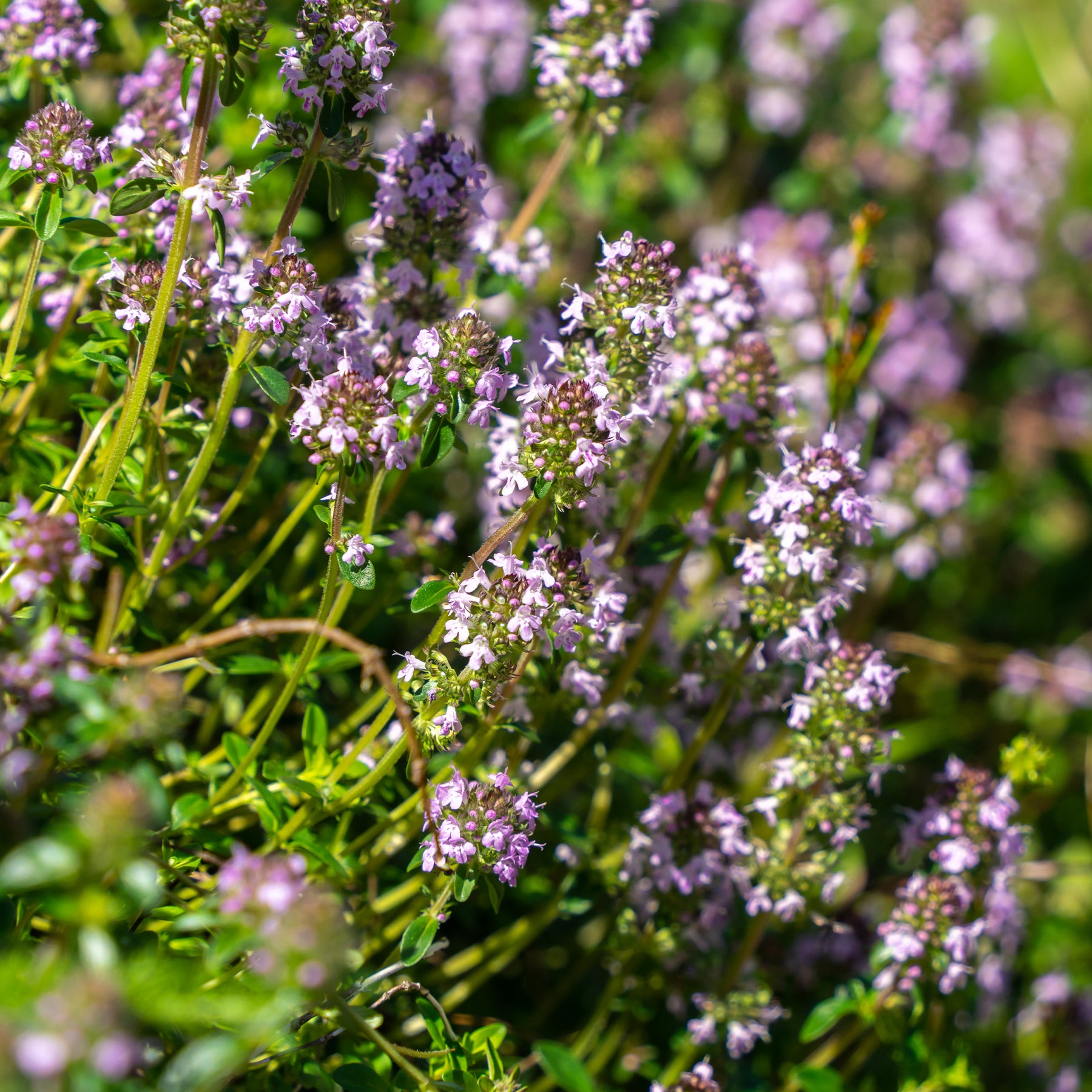 Sand-Thymian - Willemse