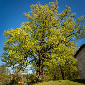 Großblättrige Linde - Tilia platyphyllos - Willemse