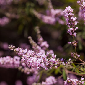 Zwerg-Mönchspfeffer Pink Pinnacle - Vitex agnus-castus Pink Pinnacle - Willemse
