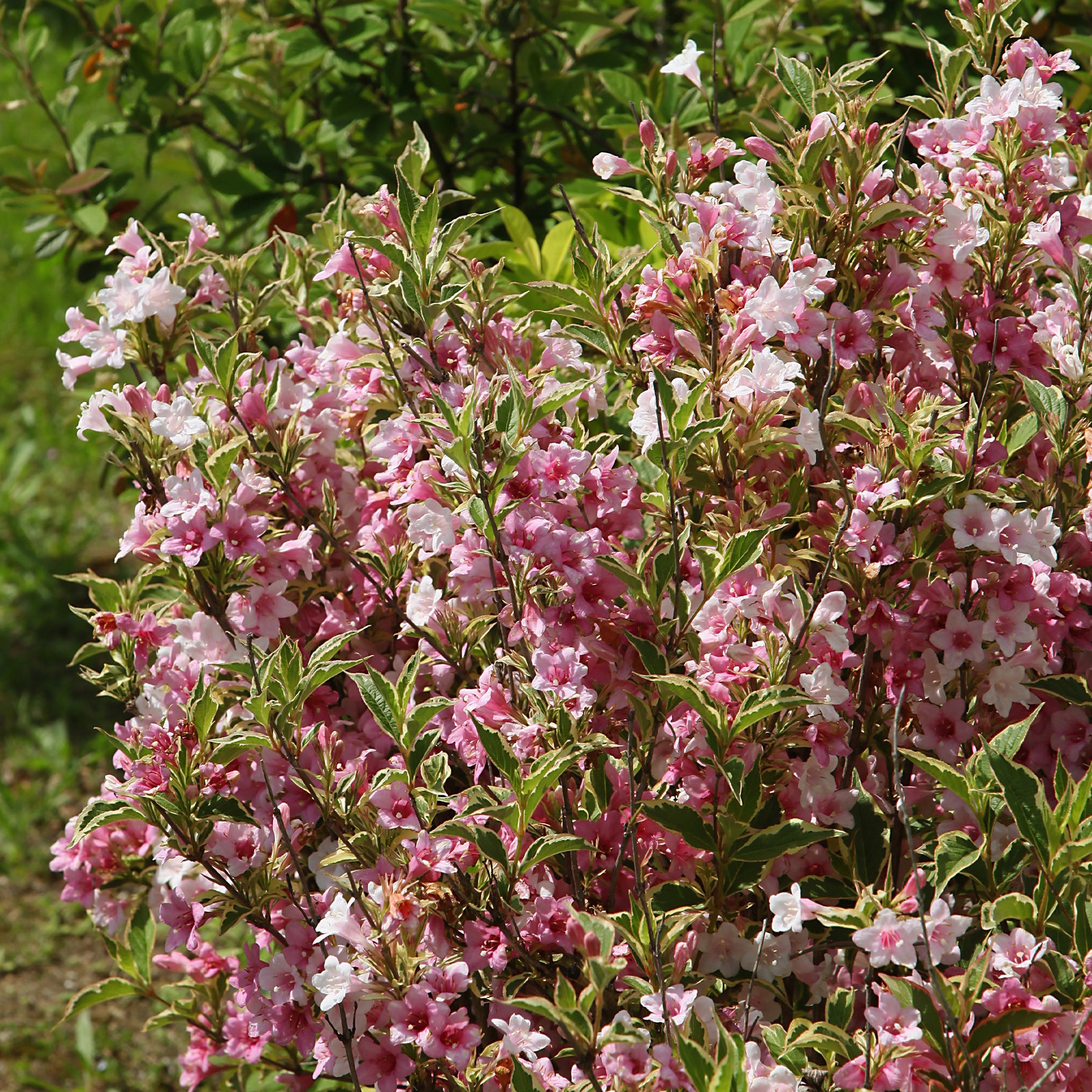 Weigelie florida Variegata - Willemse