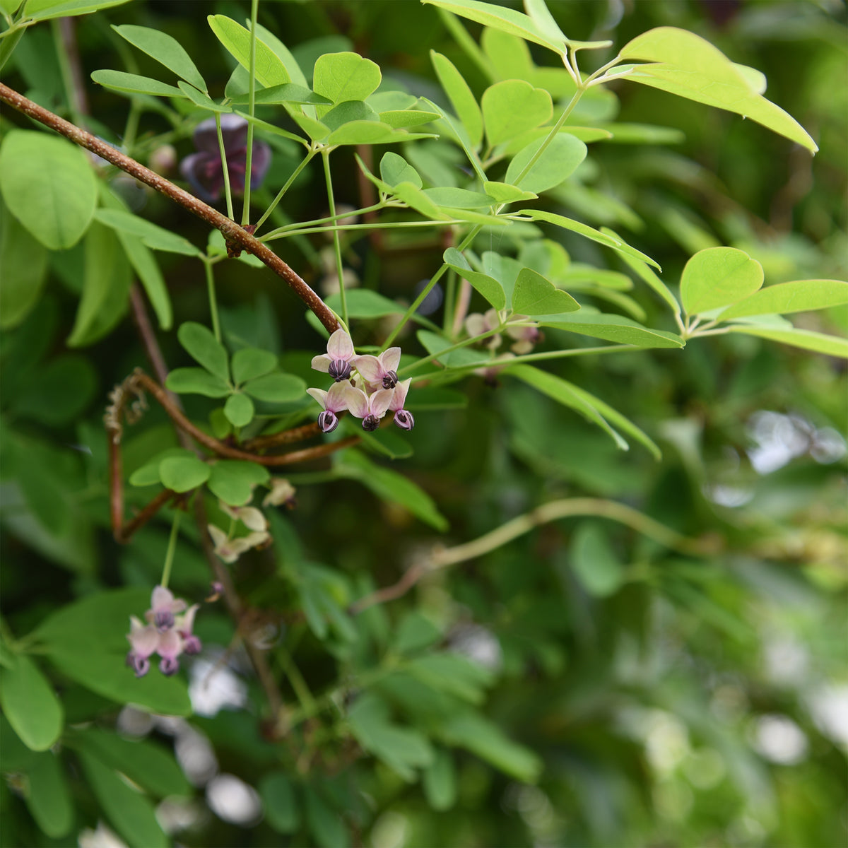 Akebia quinata Silver Bells - Willemse