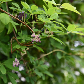 Akebia quinata Silver Bells - Willemse