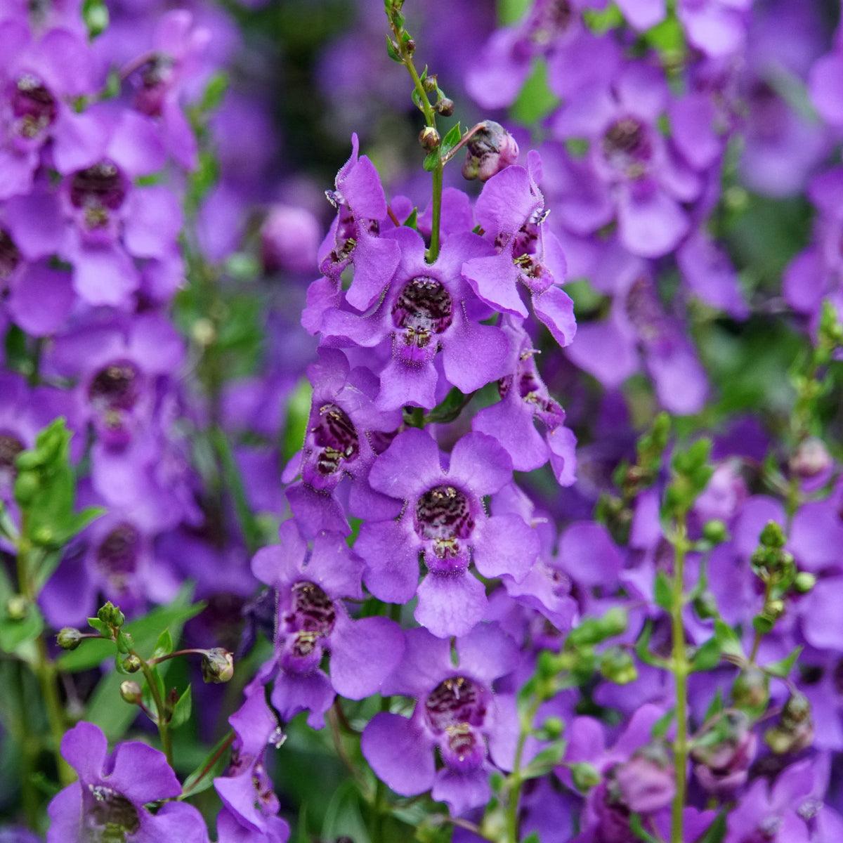 Angelonia - Angelonia - Blühende Pflanzen