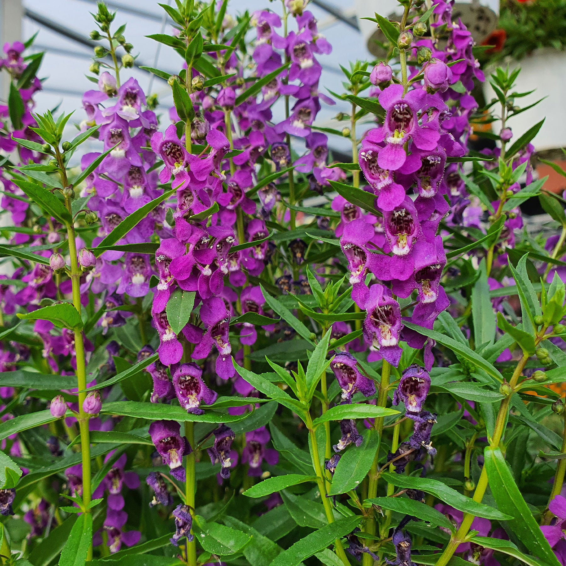 Angelonia - Willemse