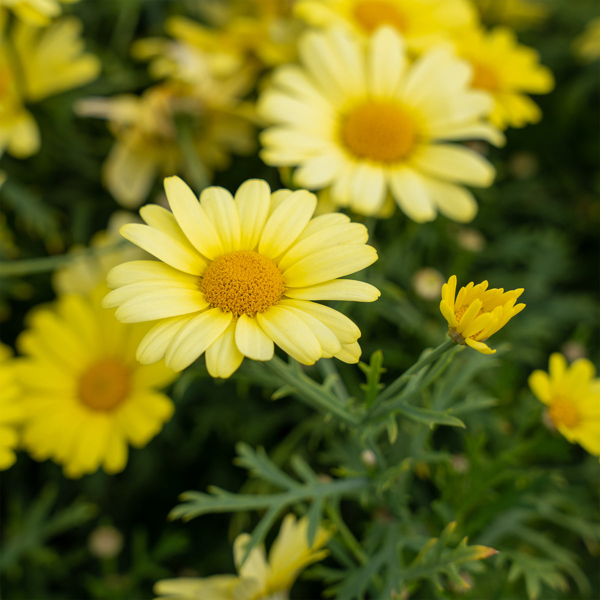 Strauchmargerite 'Grandaisy Gold'® - Argyranthemum Grandaisy ® Gold - Willemse