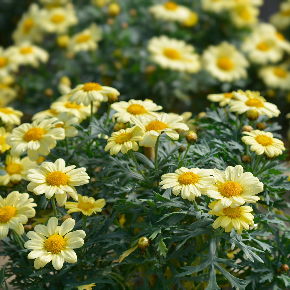 Strauchmargerite 'Grandaisy Gold'® - Willemse