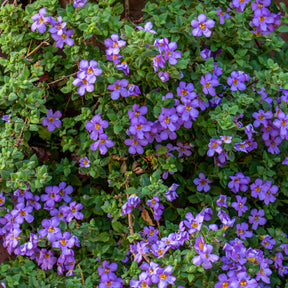 Bacopa Blau - Bacopa blue - Willemse