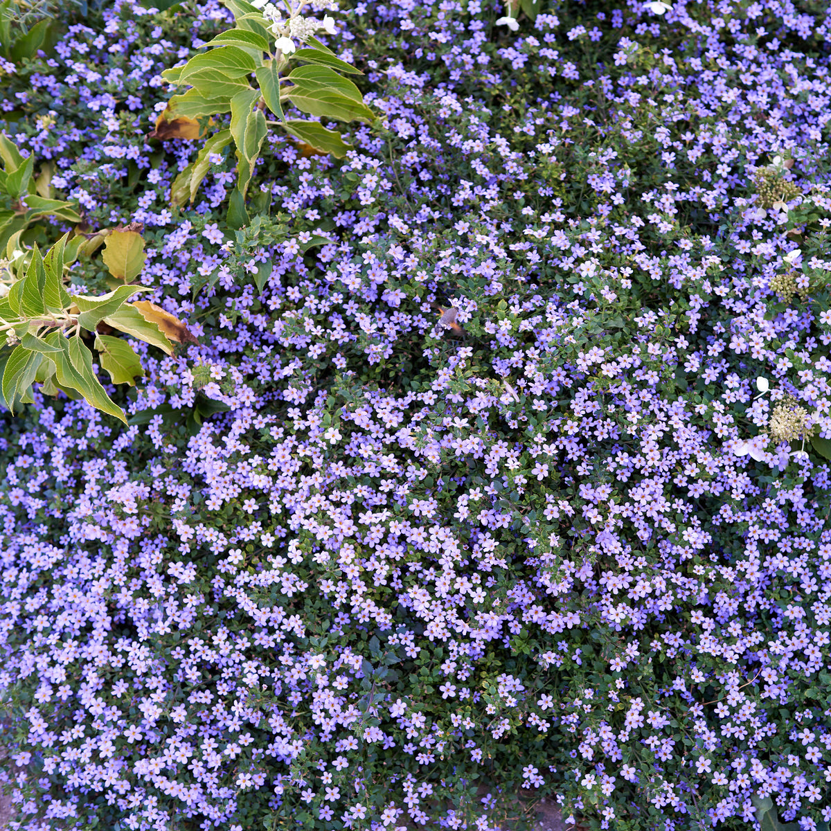 Bacopa Blau - Willemse