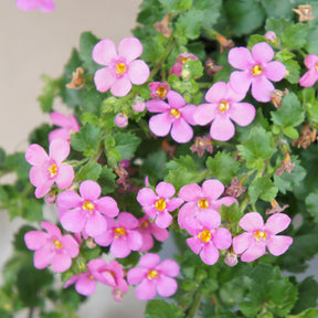 Schneeflockenblume rosa (Bacopa) - Bacopa pink - Willemse
