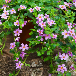 Schneeflockenblume rosa (Bacopa) - Willemse