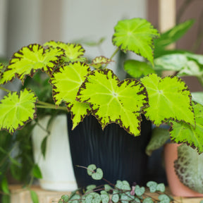 Begonie Lima Love - Begonia rex Beleaf Lima Love - Willemse