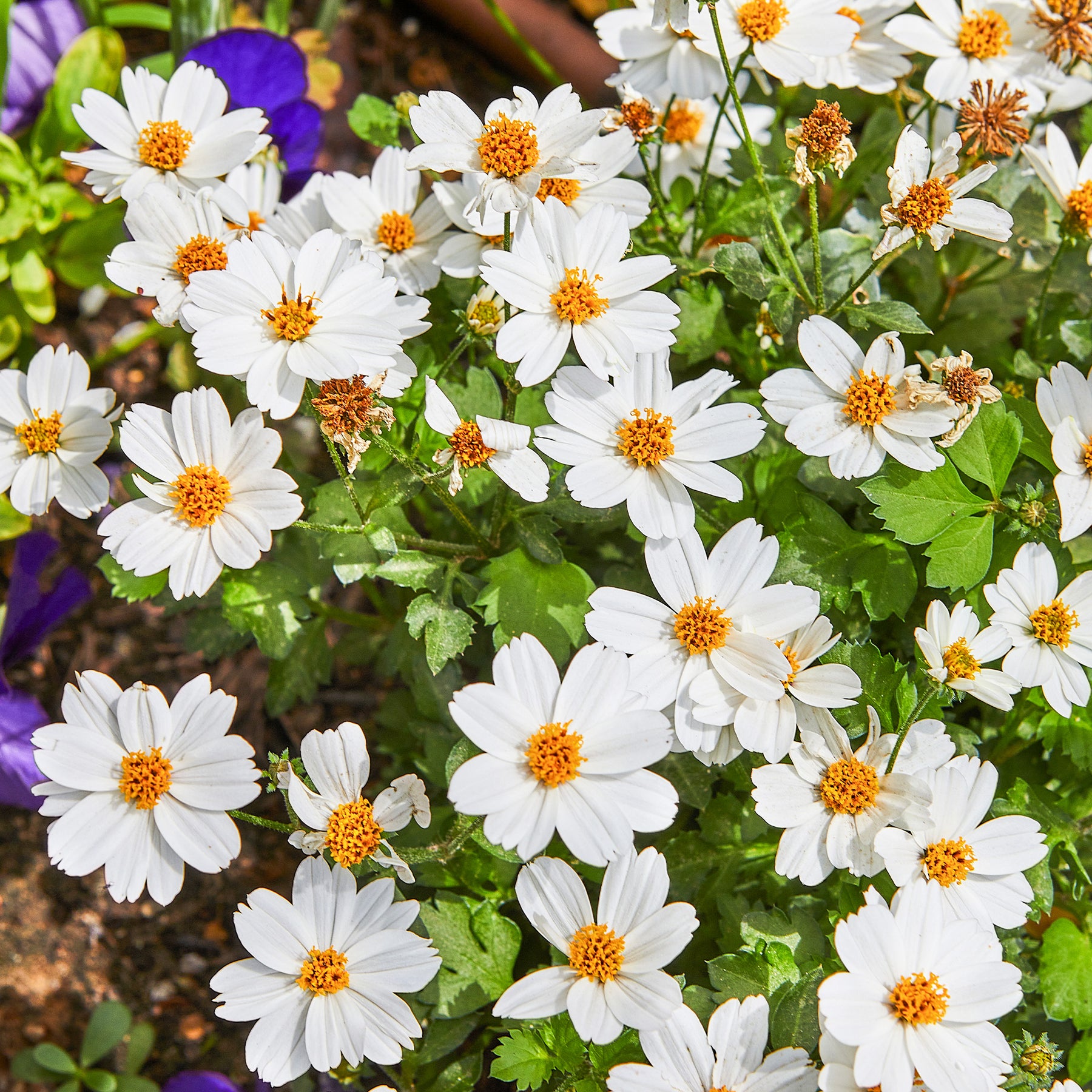 Zweizahn ‘White Delight’ - Bidens ferulifolia White Delight - Willemse