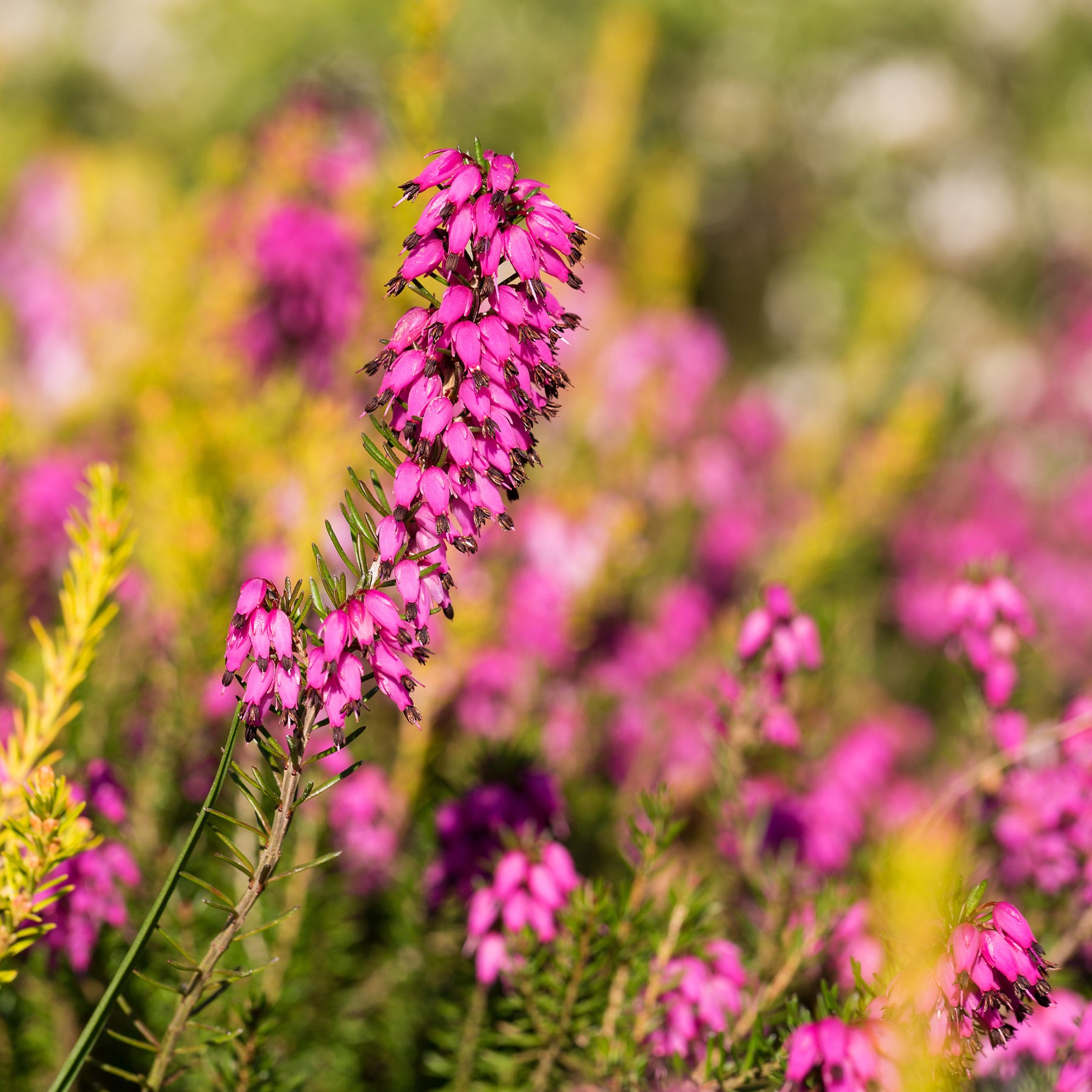 Winterheide ‘Myretoun Ruby’ - Willemse