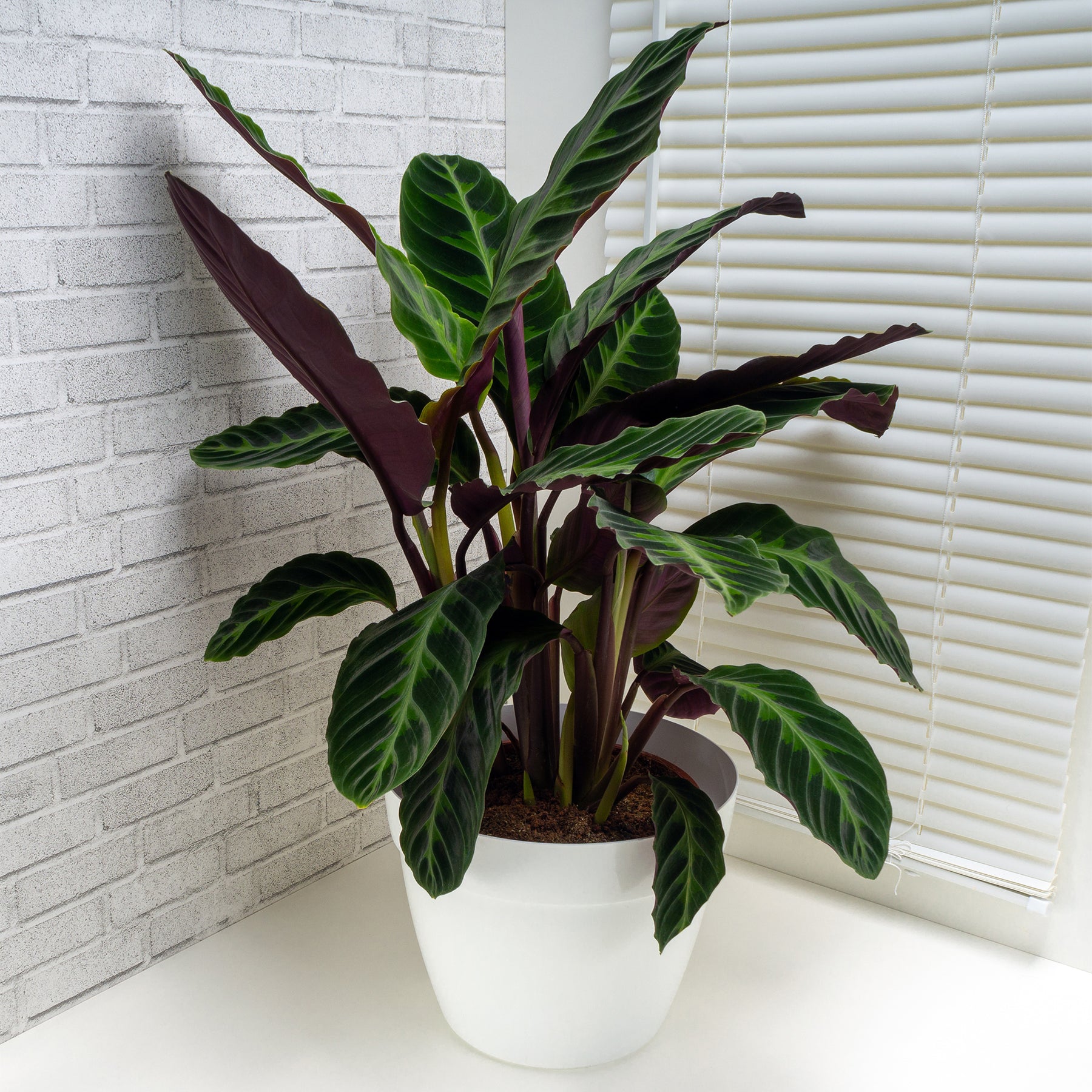 Korbmarante ‘Warscewiczii’ - Calathea warscewiczii - Willemse