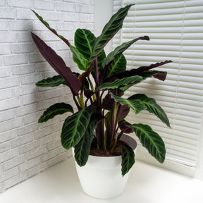 Korbmarante ‘Warscewiczii’ - Calathea warscewiczii - Willemse