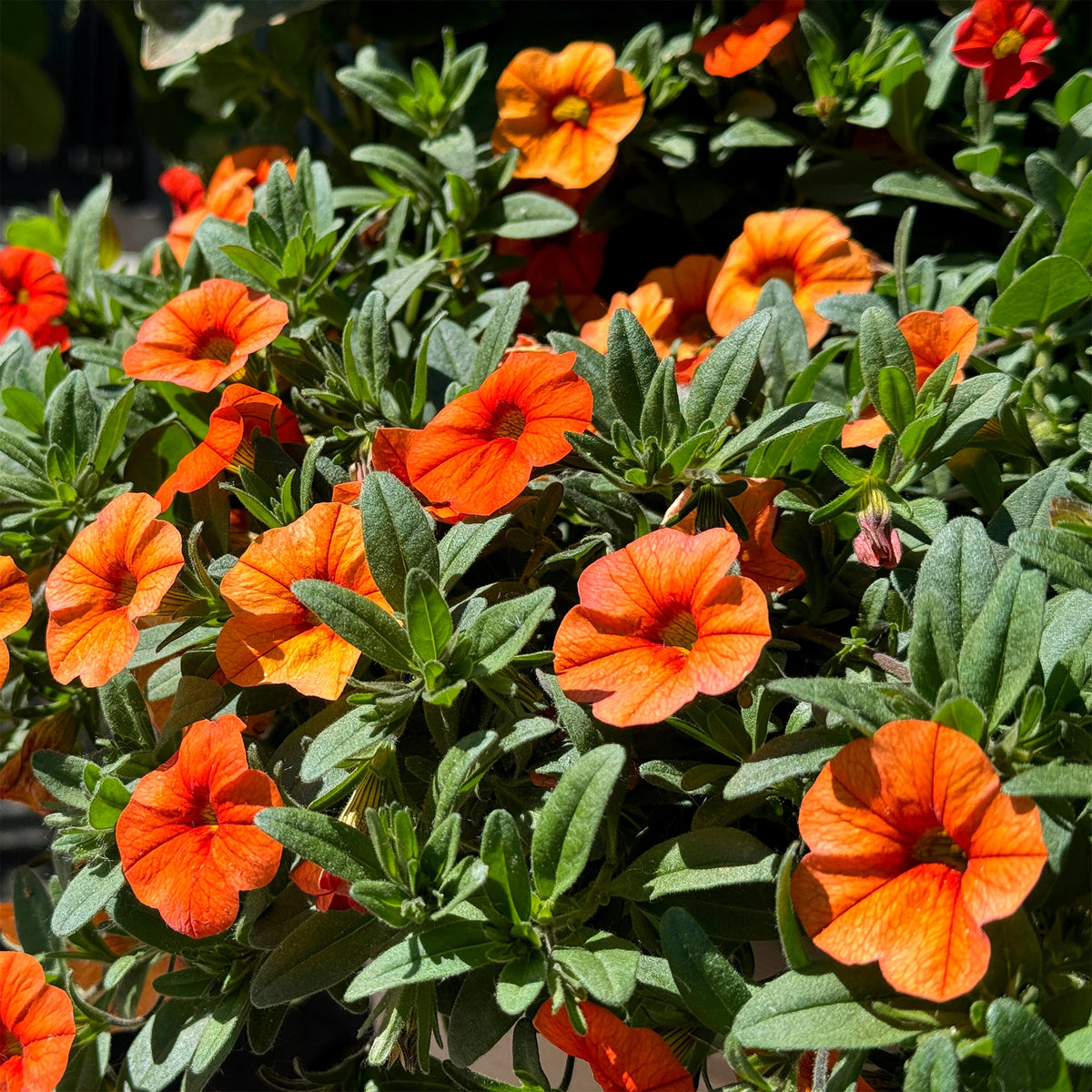 Zauberglöckchen Orange (x3) - Willemse