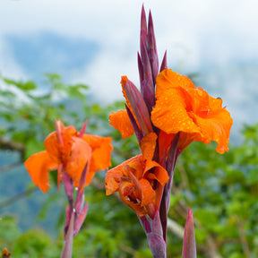 Blumenrohr Durban - Willemse