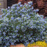 Ceanothus thyrsiflorus Skylark - Säckelblume Skylark - Säckelblume